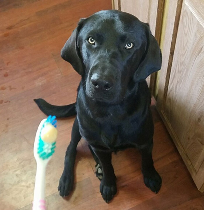 Dental Care Vet in Cooperstown Heritage Vet Clinic