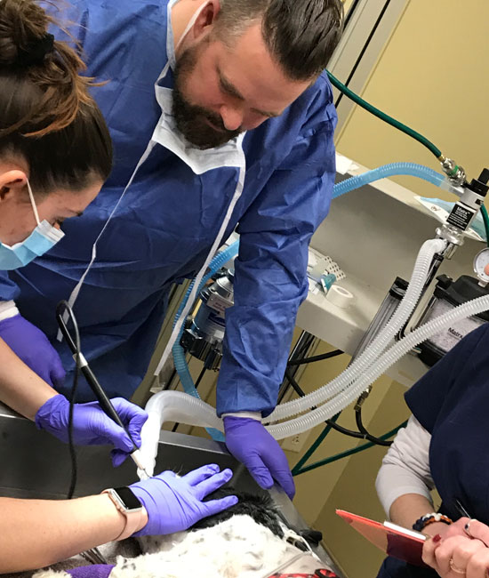 Dental Care Vet in Cooperstown Heritage Vet Clinic