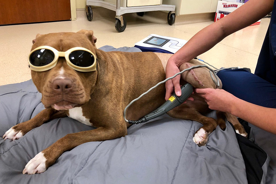 Rehabilitation Vet in Cooperstown Heritage Vet Clinic