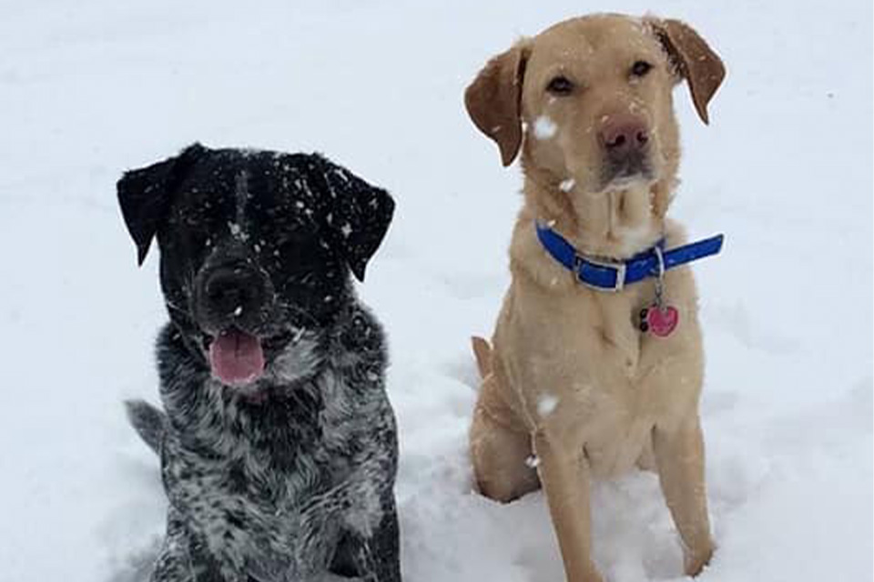 Aging Pets Vet in Cooperstown Heritage Vet Clinic
