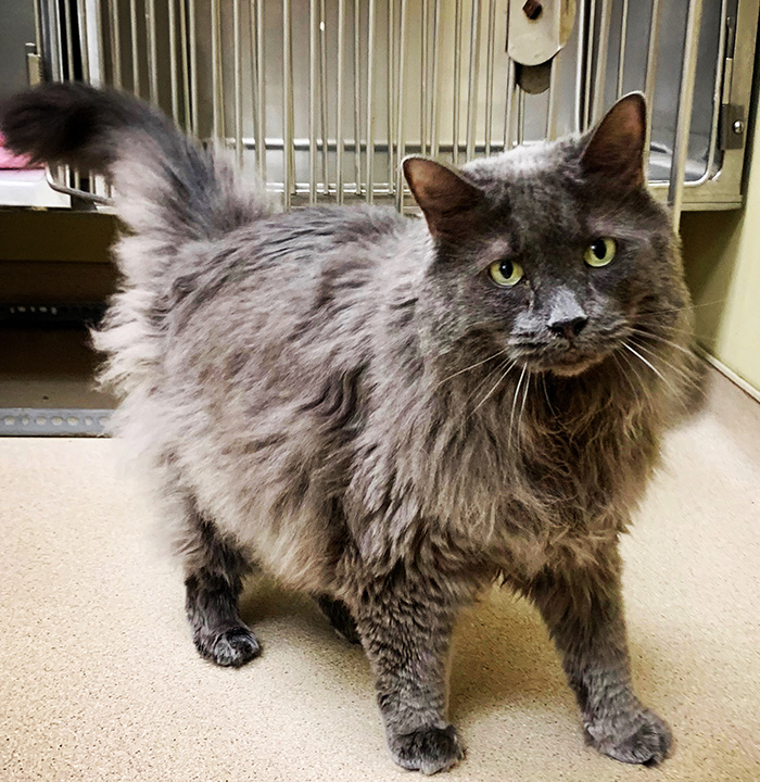 Aging Pets Vet in Cooperstown Heritage Vet Clinic