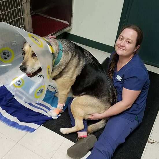 Veterinarian in Cooperstown Vet Near You Heritage Vet Clinic