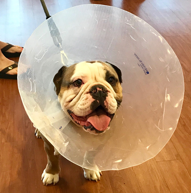 Surgery Vet in Cooperstown Heritage Vet Clinic