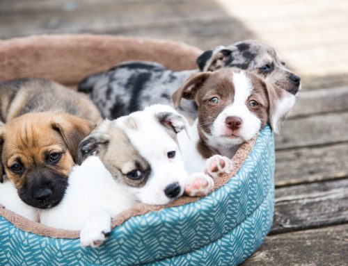 7 Tips to Properly Socialize Your Puppy