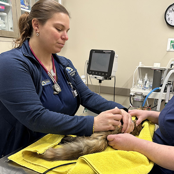 Landing Vet in Cooperstown Heritage Vet Clinic
