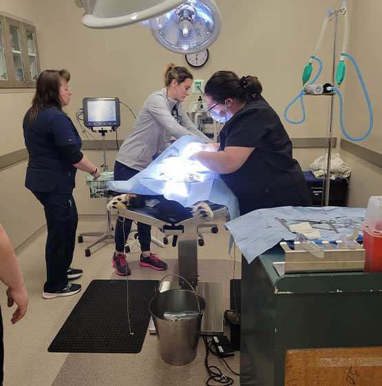 Surgery Vet in Cooperstown Heritage Vet Clinic