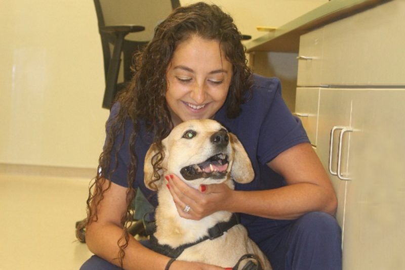 Understanding Anxiety in Pets A Guide for Pet Owners Heritage Vet Clinic